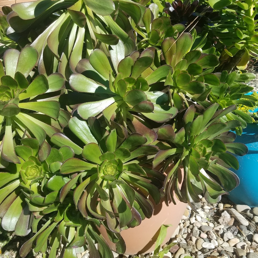 Gigantic  Aenium  cuttings  succulent